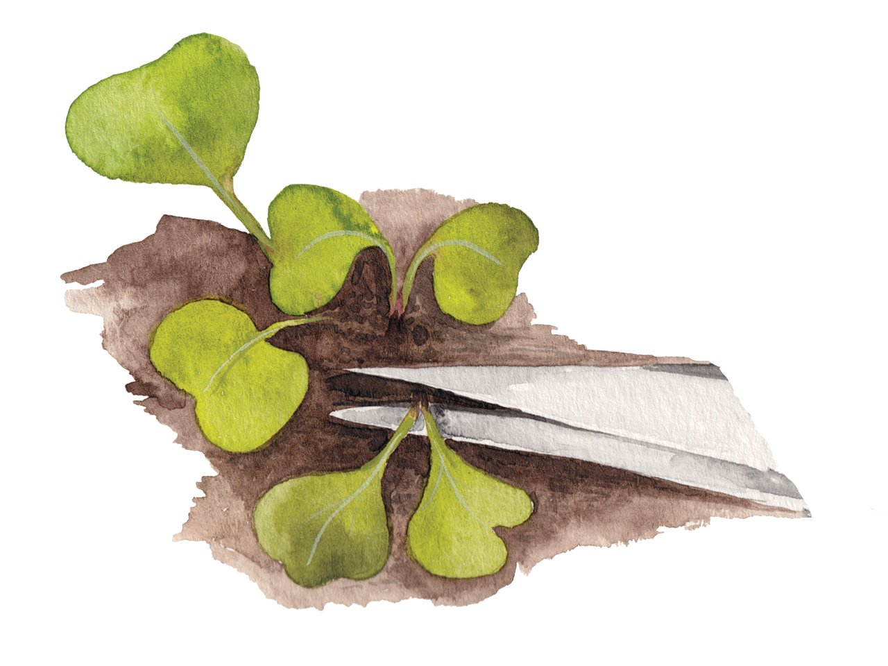 An illustration of a seedling being cut at the soil line against a white background.