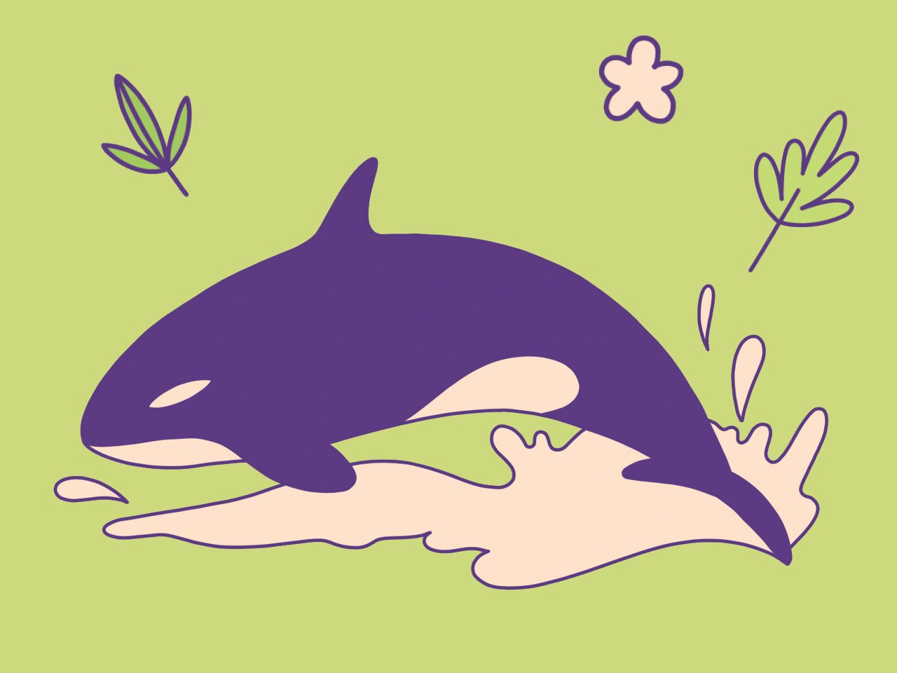 An illustration of an orca