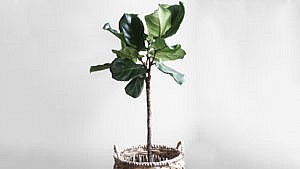 A fiddle-leaf fig plant in a woven basket against a grey background.