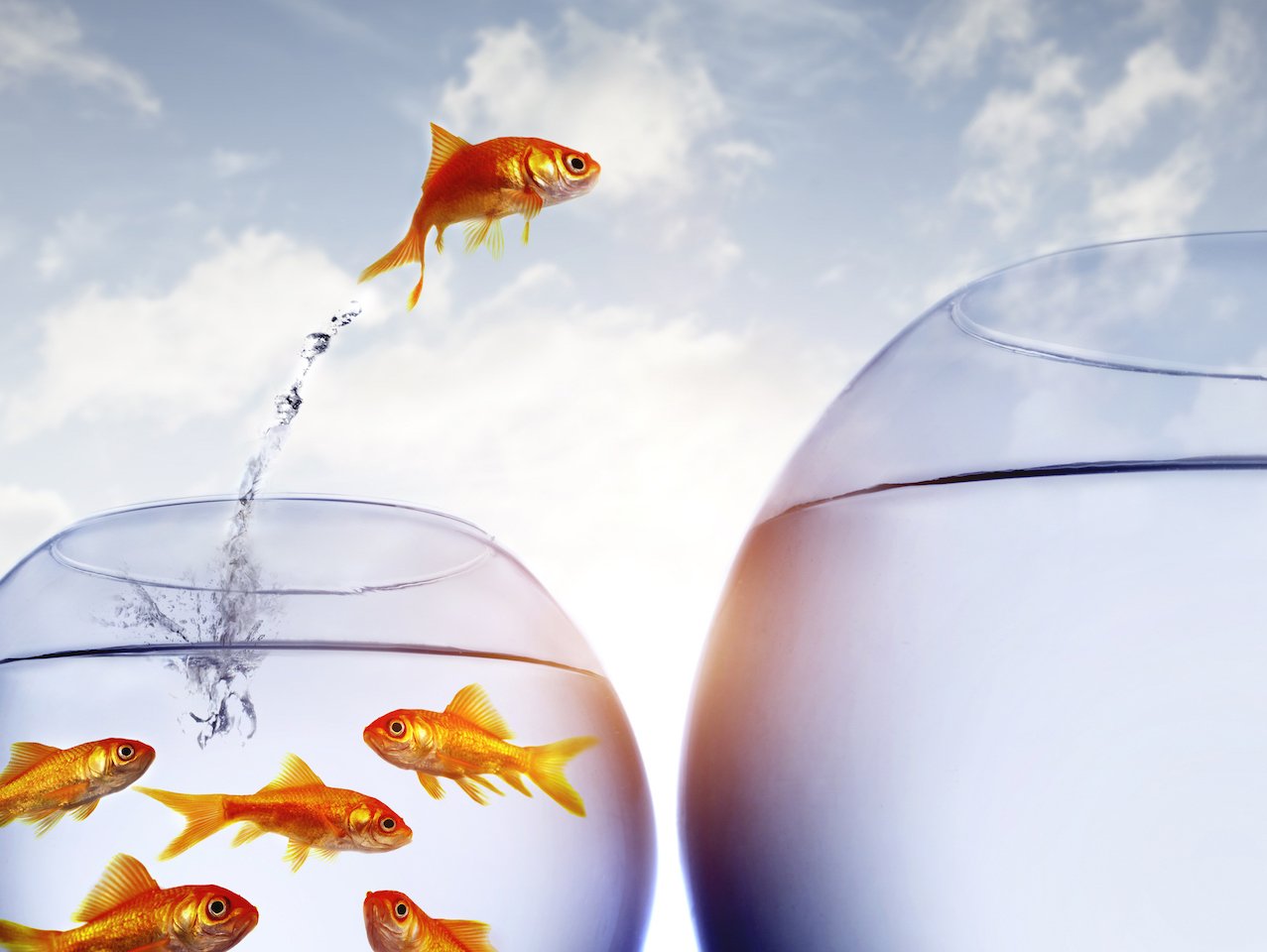 A photo illustration of a goldfish jumping out of the water from a crowded bowl