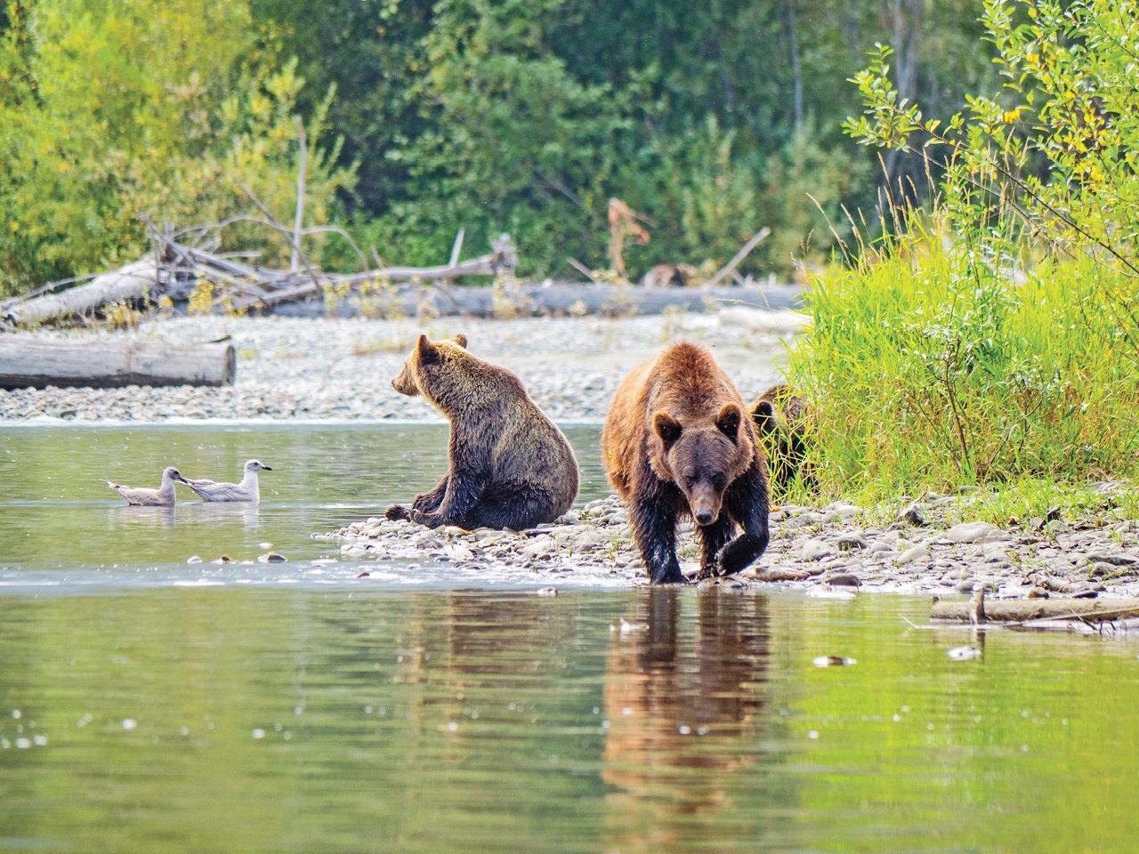 A photo of two grizzly bears on the shore of a river