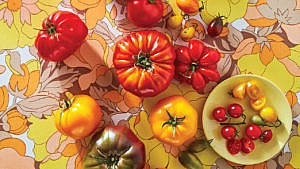 An array of red and yellow tomatoes