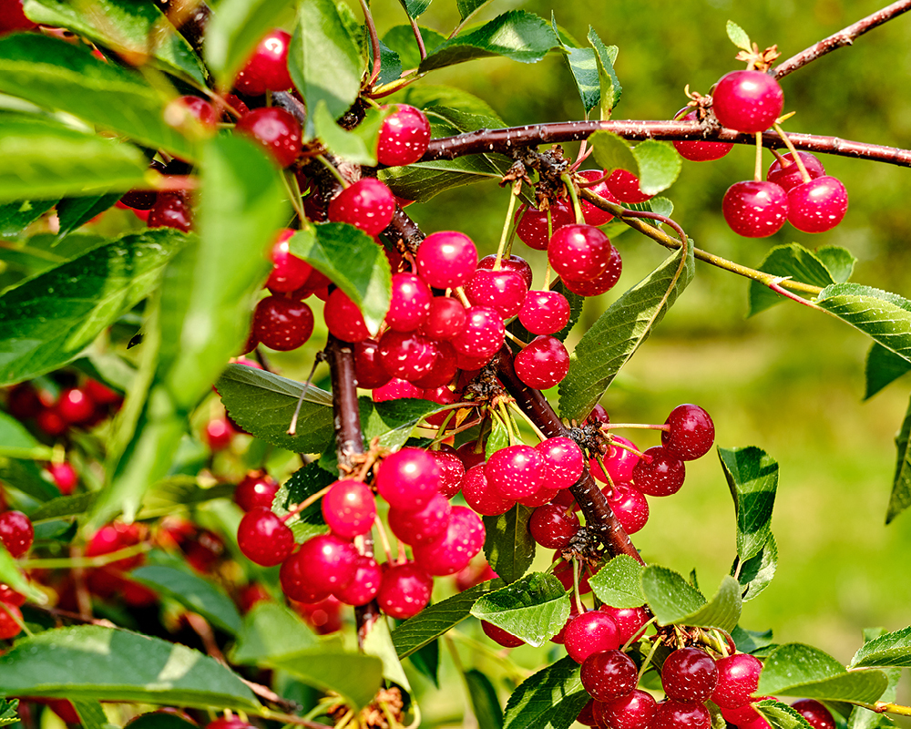 A macro image of the bushels of cranberries on a cranberry tree