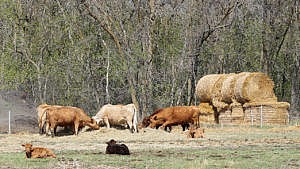 Five cows feed on hay while two cows rest in the foreground