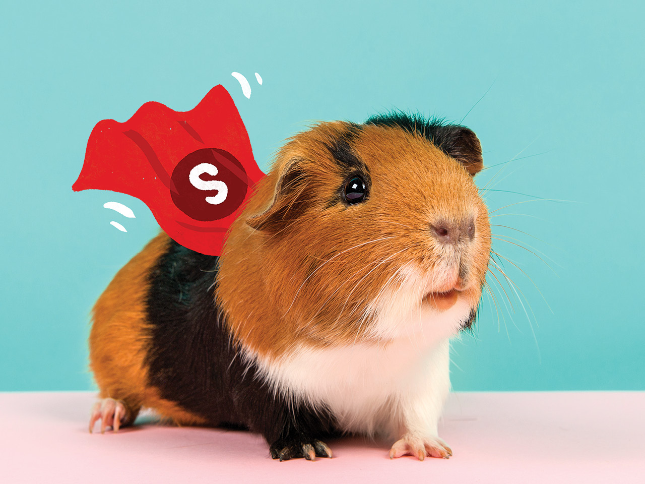 Black, brown and white guinea pig wears a red superhero cape