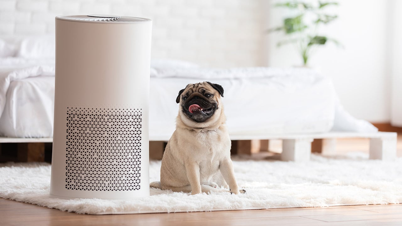 Dog Pug Breed and Air purifier in cozy white bed room for filter and cleaning removing dust