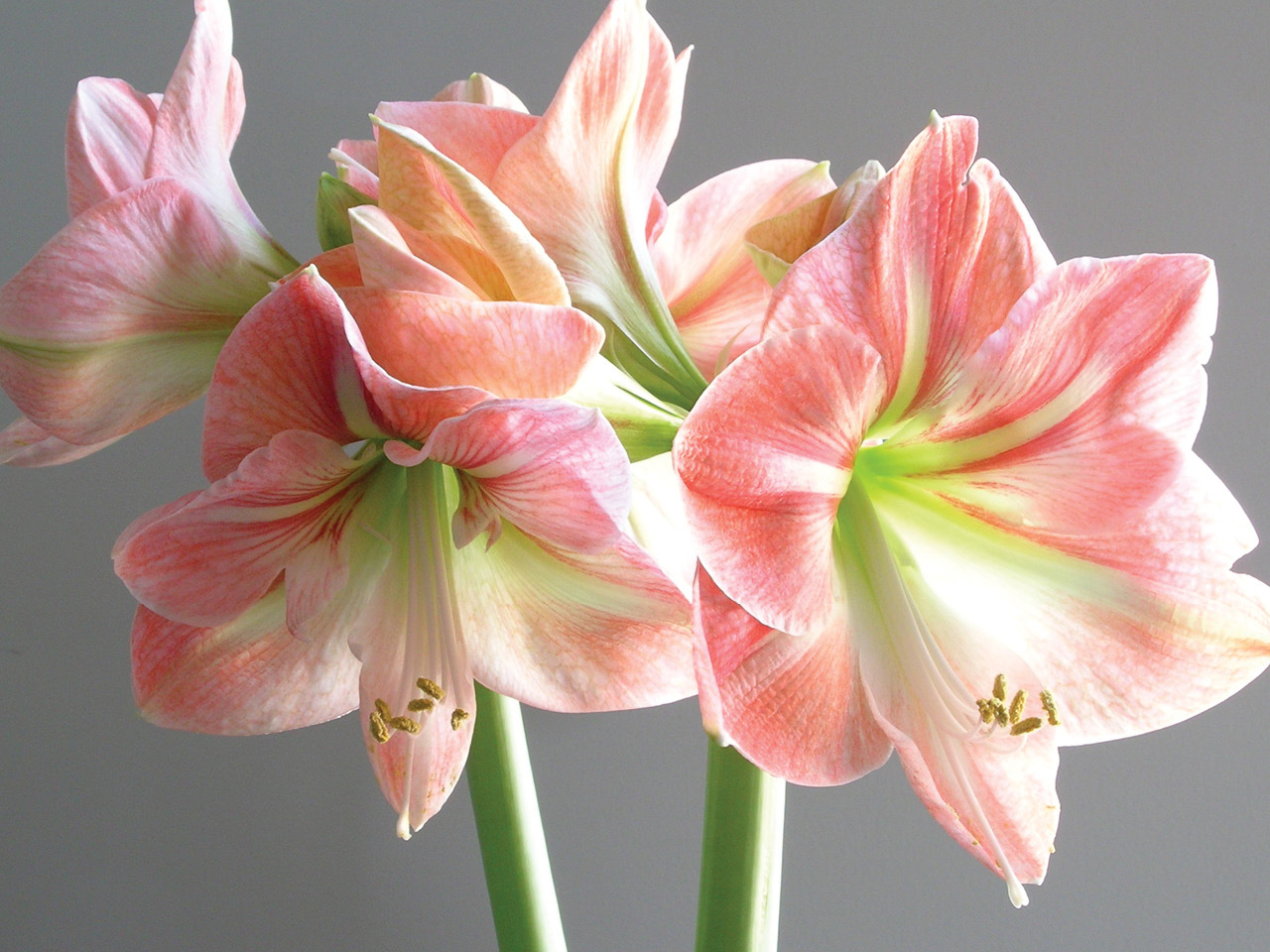 A close up of amaryllis flowers on a grey background