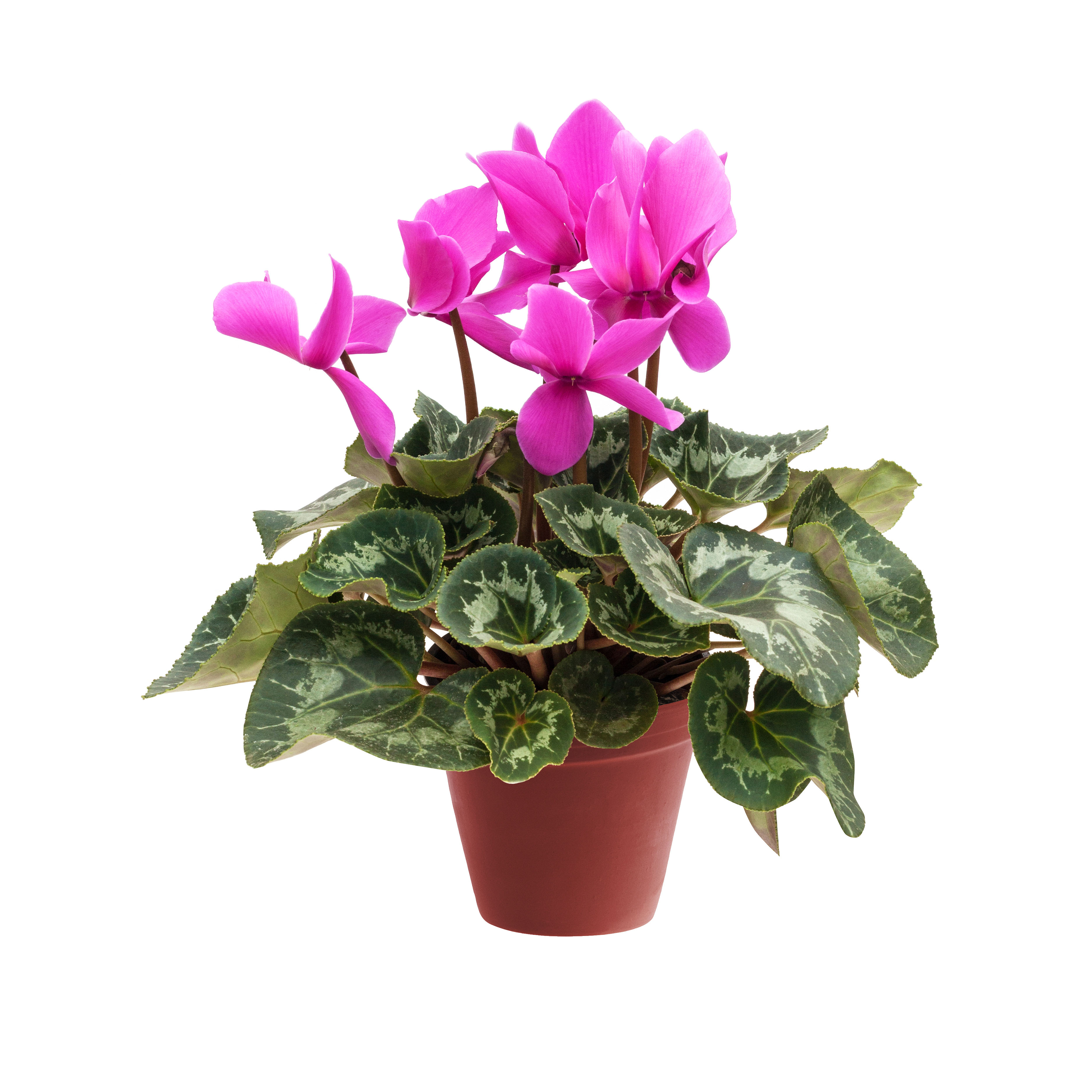Pink cyclamen in a flower pot isolated on a white background close-up