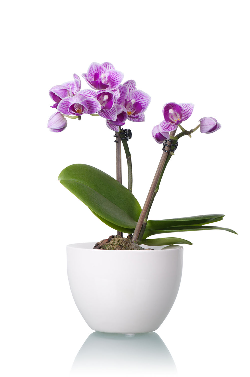 Little Purple Orchid in White Flower Bowl
