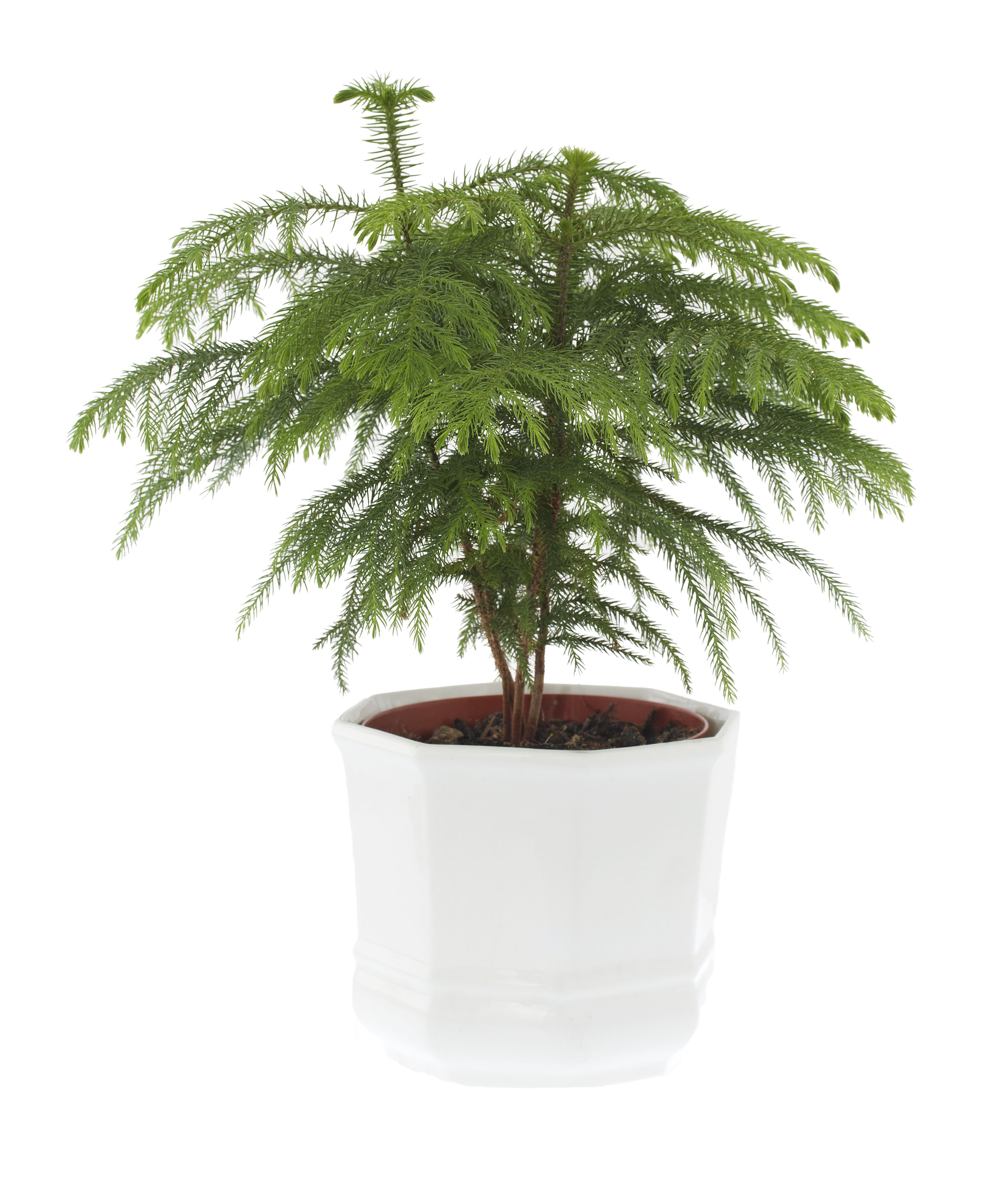 A Norfolk Island pine in a white pot on a white background