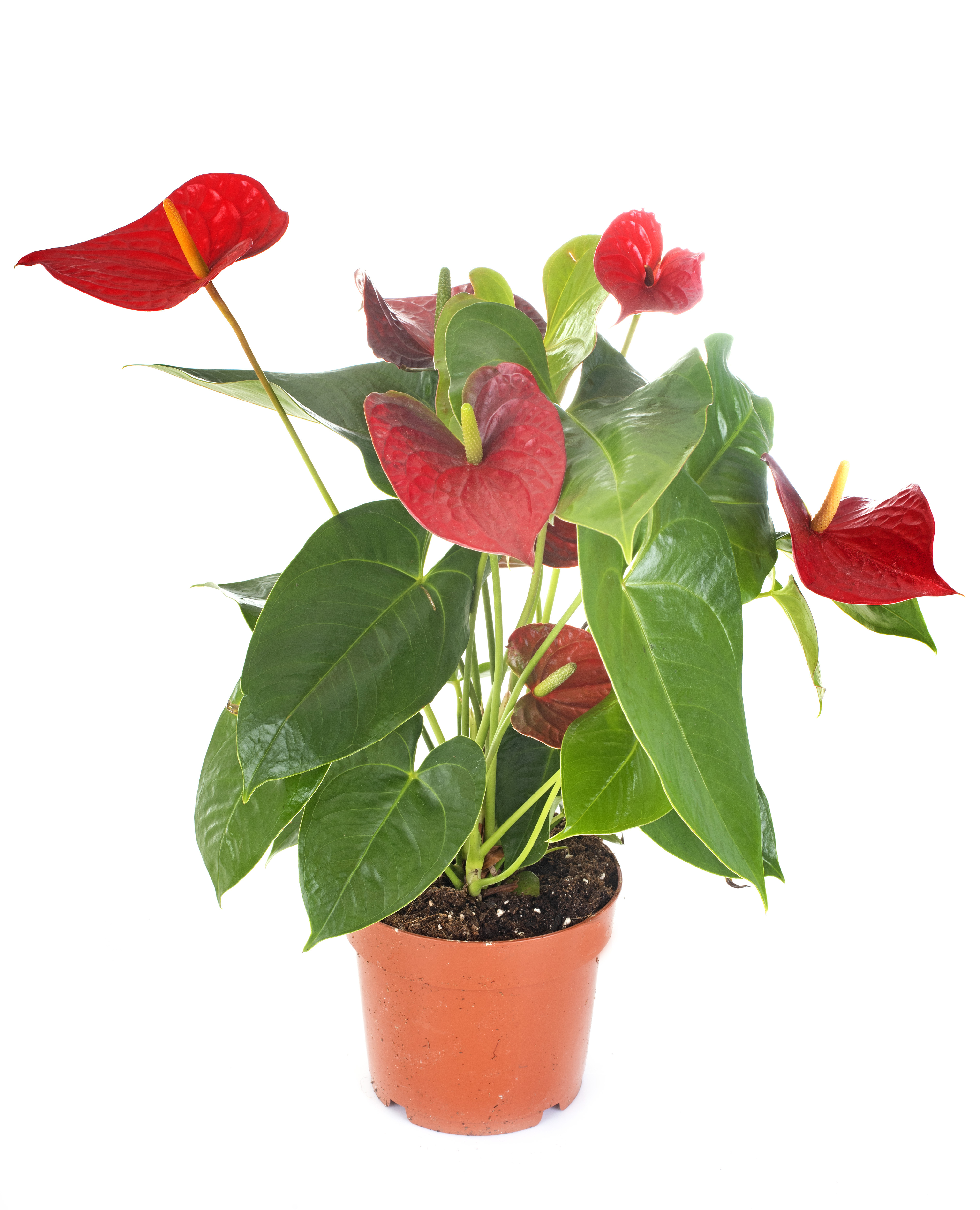 Potted anthurium plant in front of white background.