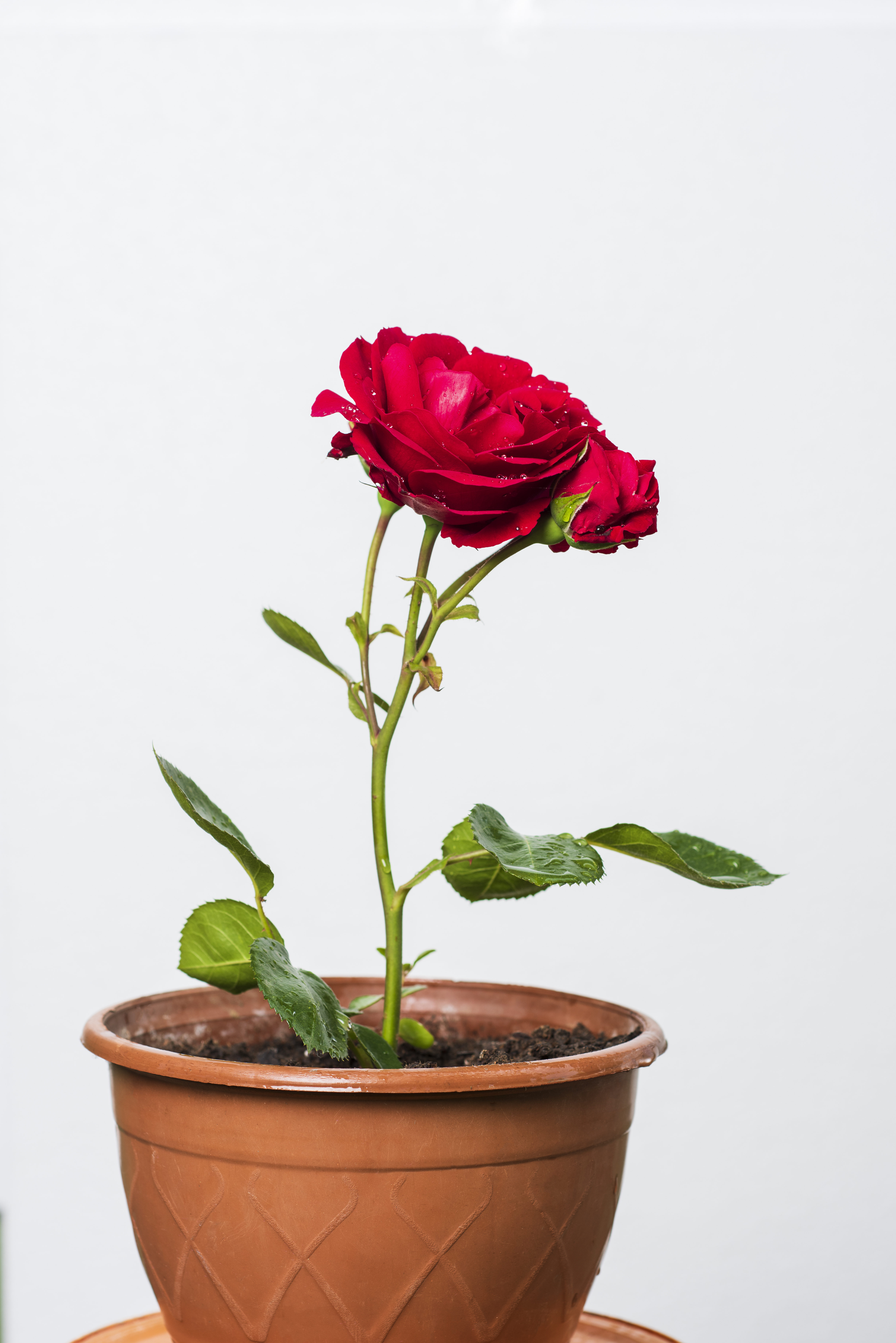 Two red roses in a pot against a white background.