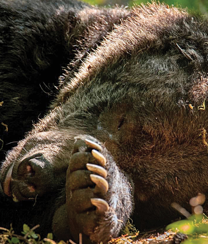 A close-up of a sleeping brown bear