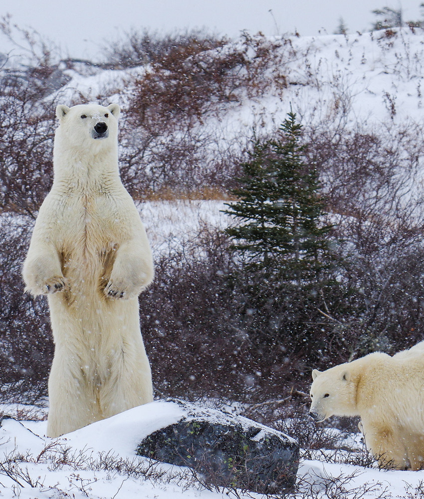 A white polar bear stands on her hind legs, with another bear on her right