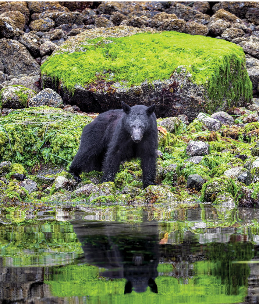 A black bear among mossy rocks beside a stream