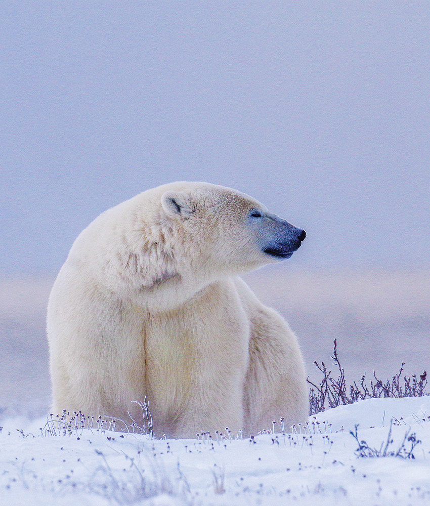 A white polar bear in front of the sky, looking to his left