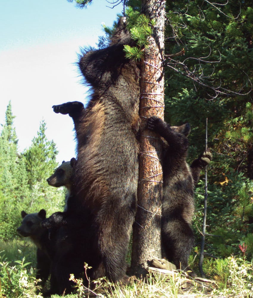 A mom bear with three cubs, one of which is rubbing against a tree with wire wrapped around it