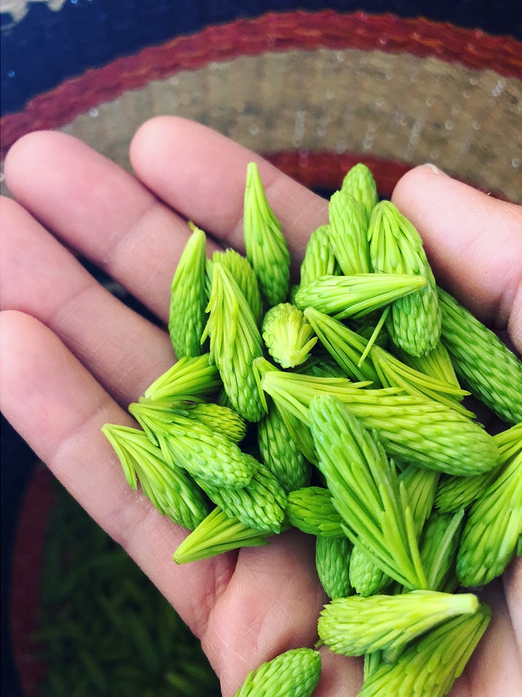 A handful of spruce tips, a Spring foraging find