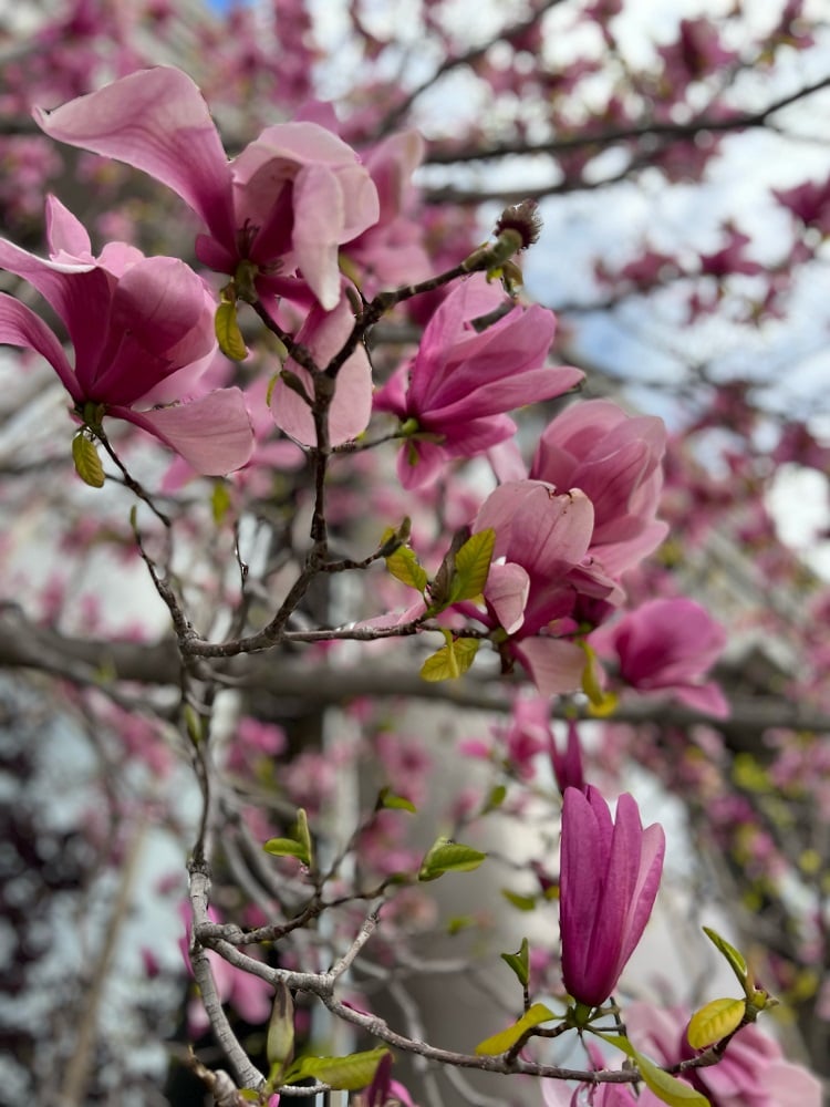 A photo of magnolia flowers on a branch for a feature on foraging for spring foods