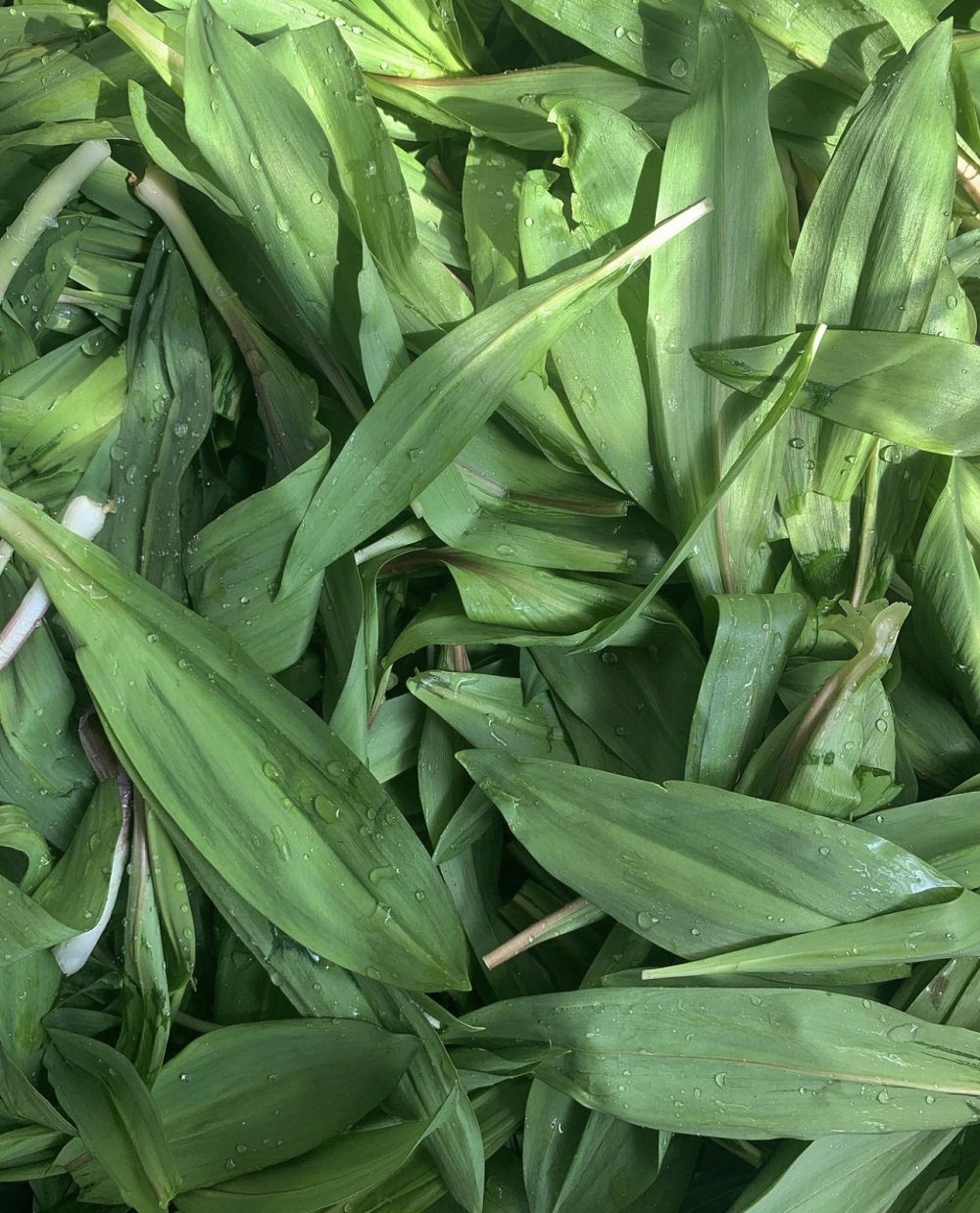 A close-up photo of ramps, a Spring foraging find