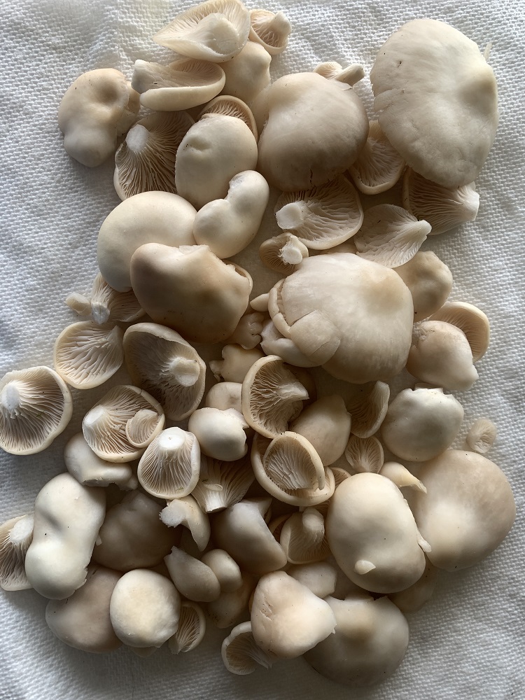 A photo of freshly harvested oyster mushrooms laid out on a napkin, for a feature on spring foraging