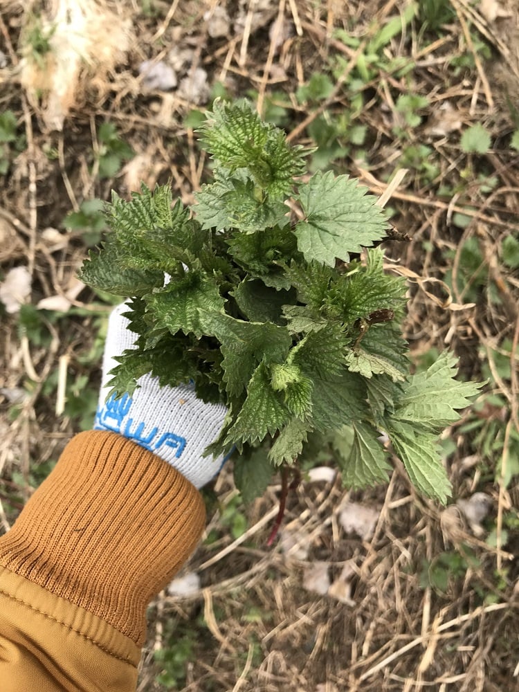 Spring foraging foods: A gloved hand holding a bunch of stinging nettle