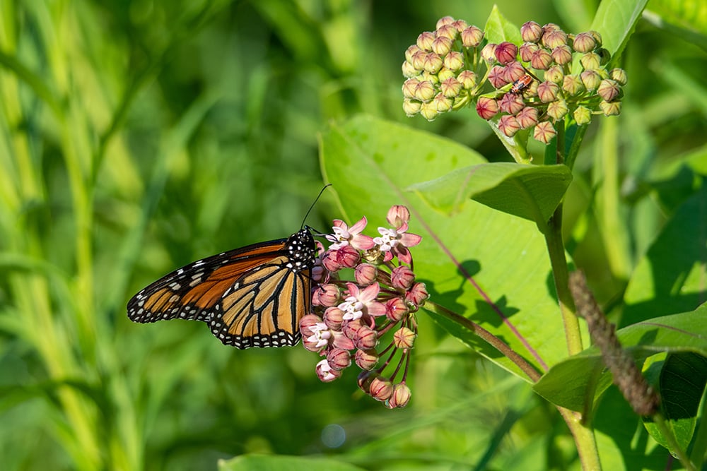 A monarch butterfly on a milkweed flower for a piece about how to get started gardening with native plants
