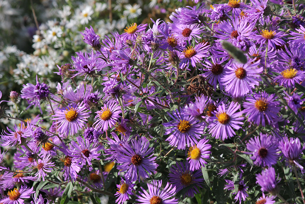 A close up of New England aster flowers