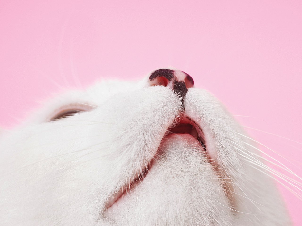 Close up on a white cat's face and nose with their eyes closed.