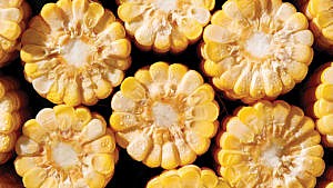 Overhead shot showing multiple corns, with their cross section exposed and standing up straight.