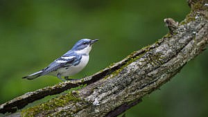 A bright blue and white Cerulean Warbler perched on a textured log in soft overcast light with a smooth green background.