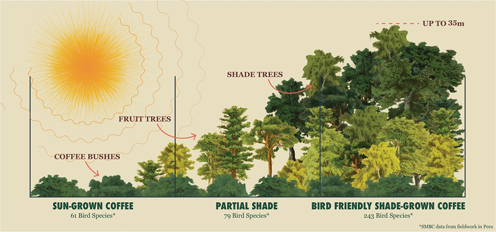 a graphic that shows one section of SUN-GROWN COFFEE 61 Bird Species*, with shorter trees/less biodiversity, PARTIAL SHADE 79 Bird Species* (larger trees), and BIRD FRIENDLY SHADE-GROWN COFFEE 243 Bird Species*