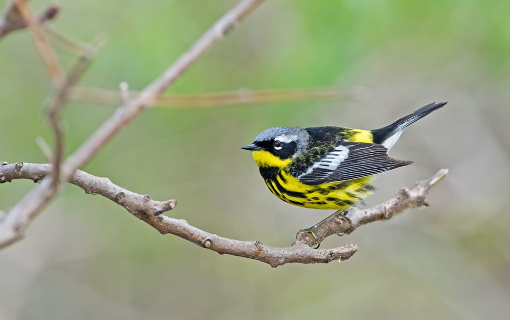 A yellow, white and black magnolia warbler perched on a branch
