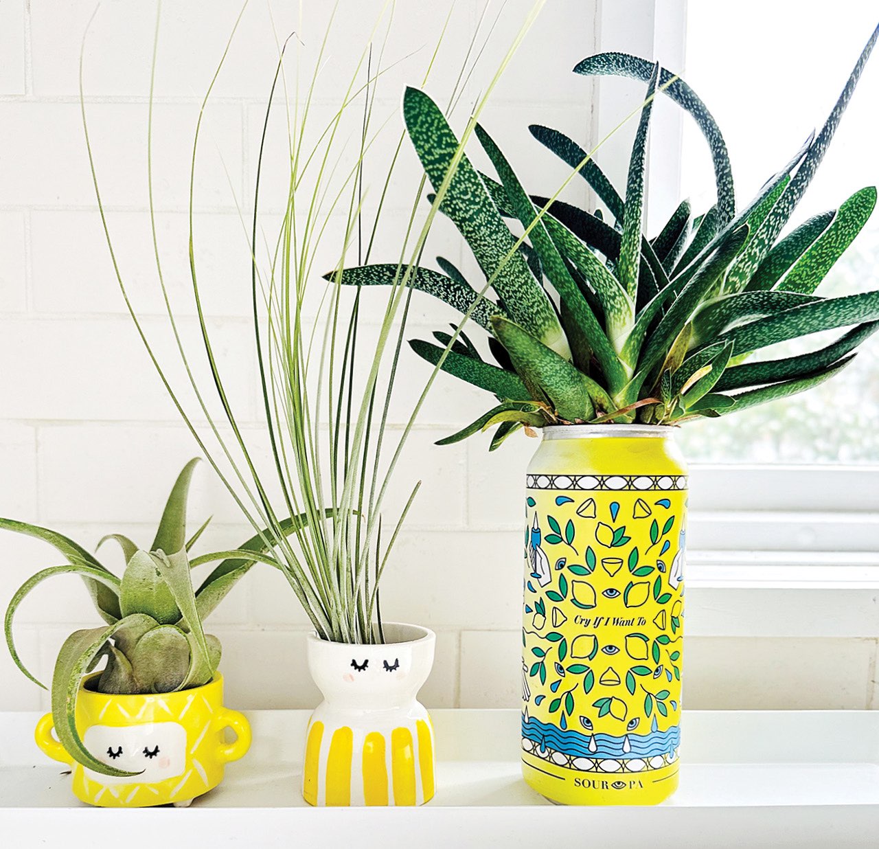 Three small houseplants in bright white and yellow ceramic pots
