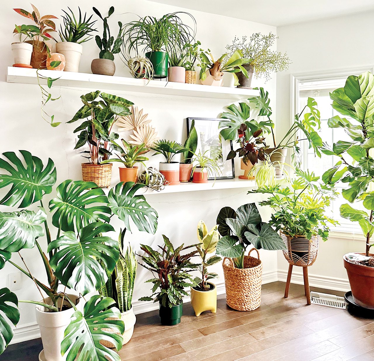 An array of indoor houseplants on three levels, two on shelves and one on the floor, in a variety of colourful pots inside