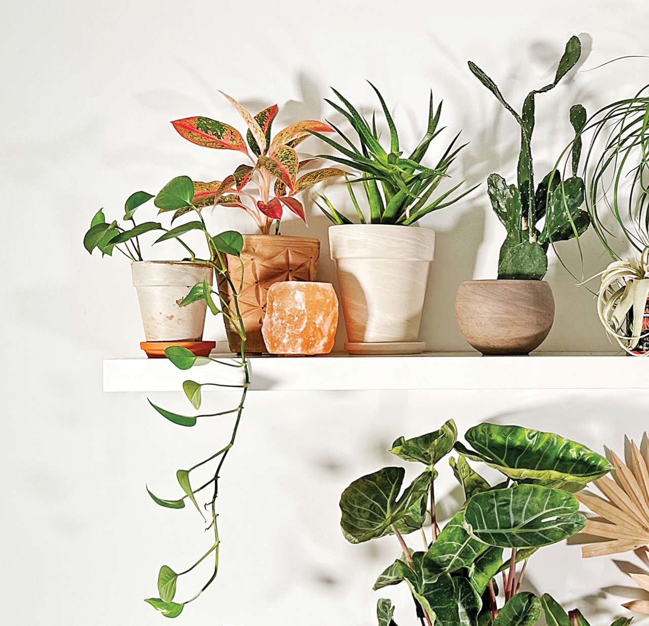 A group of plants in terracotta and other pots on a shelf