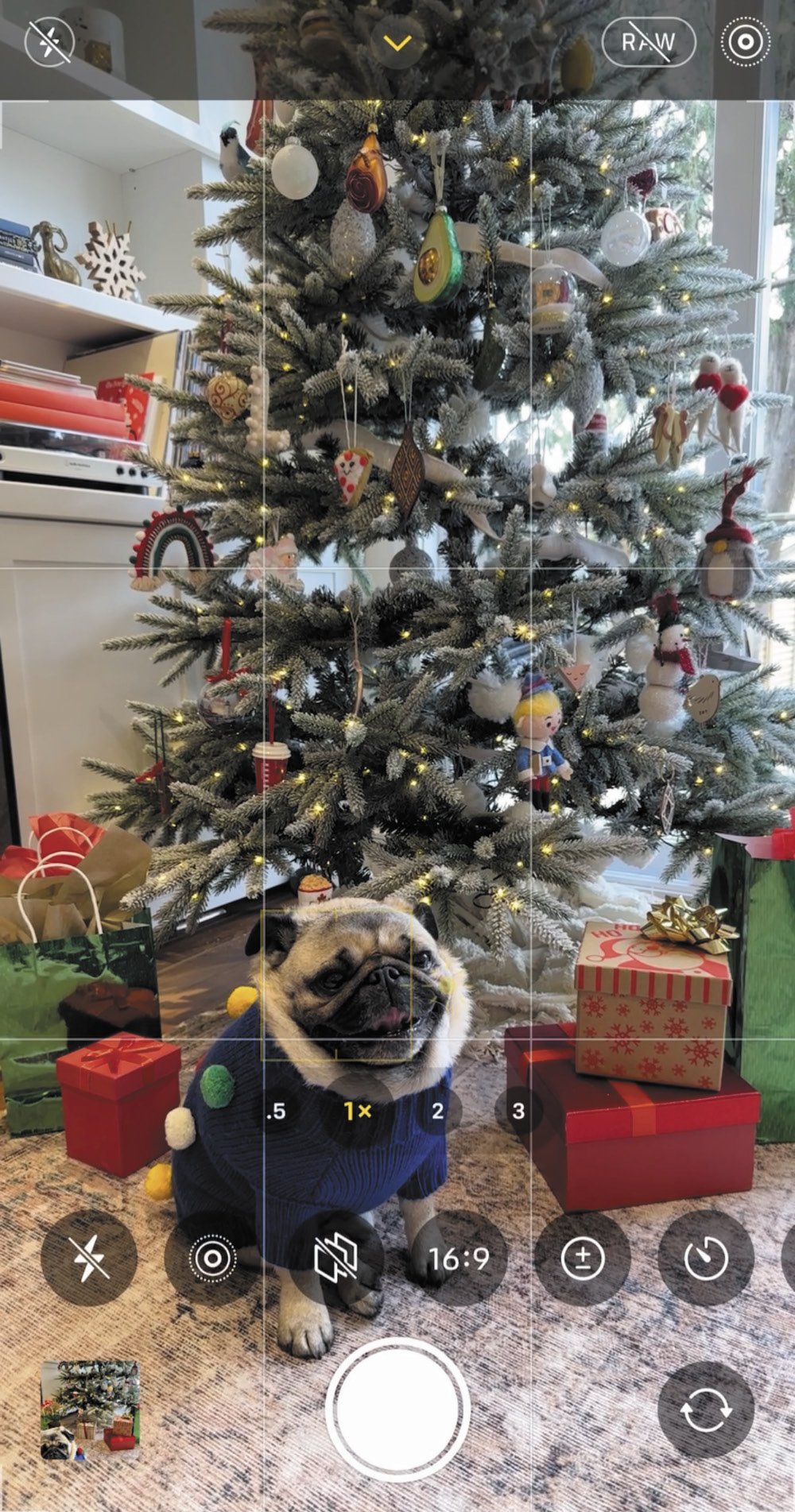 A photo of a pug under a Christmas tree, with gridlines from the camera app. 