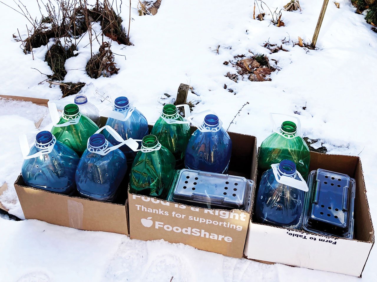 Three boxes in the snow, filled with empty, repurposed plastic bottles filled with dirt to start seeds for winter sowing