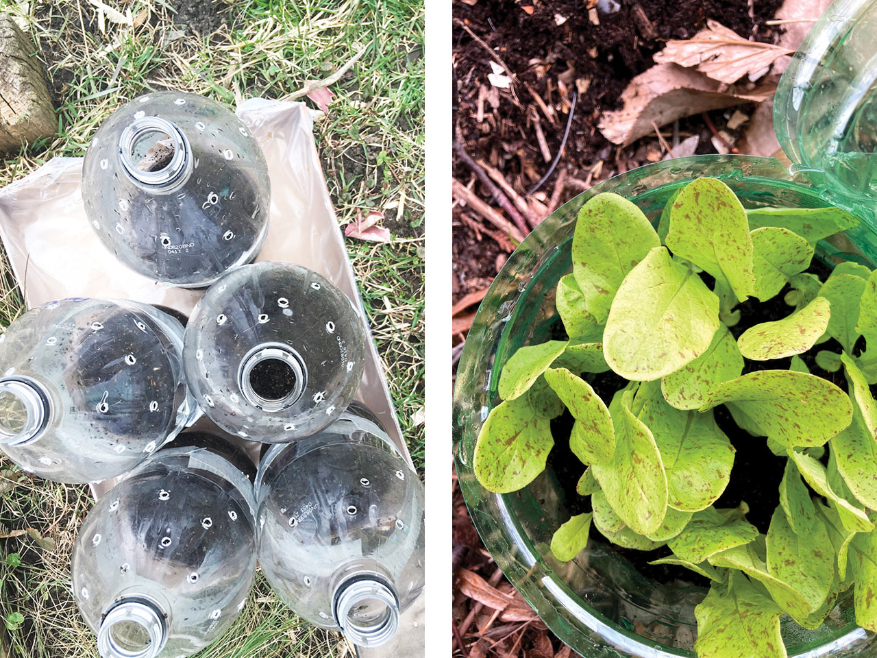 left, bottles with dirt filled with seedlings; right, the mature seedlings ready for transplant